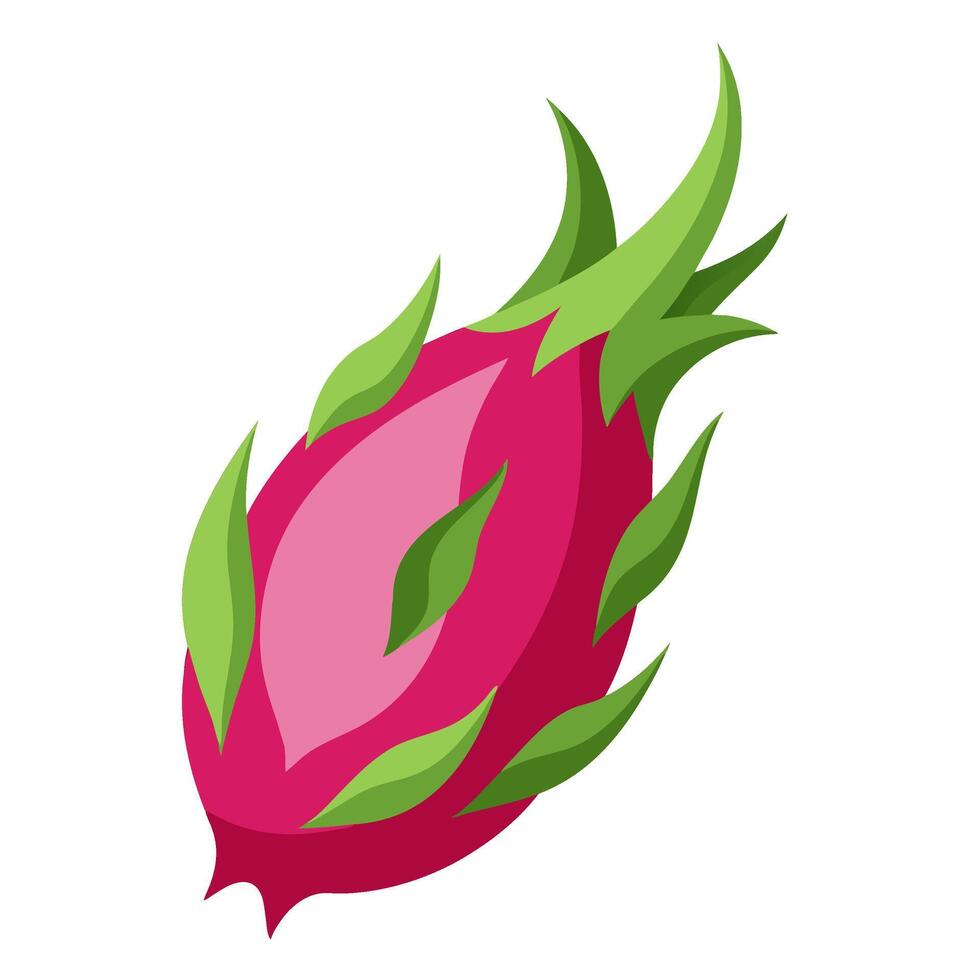 dragonfruit colorful fruit. Modern abstract flat style. Natural tropical fruit illustration vector