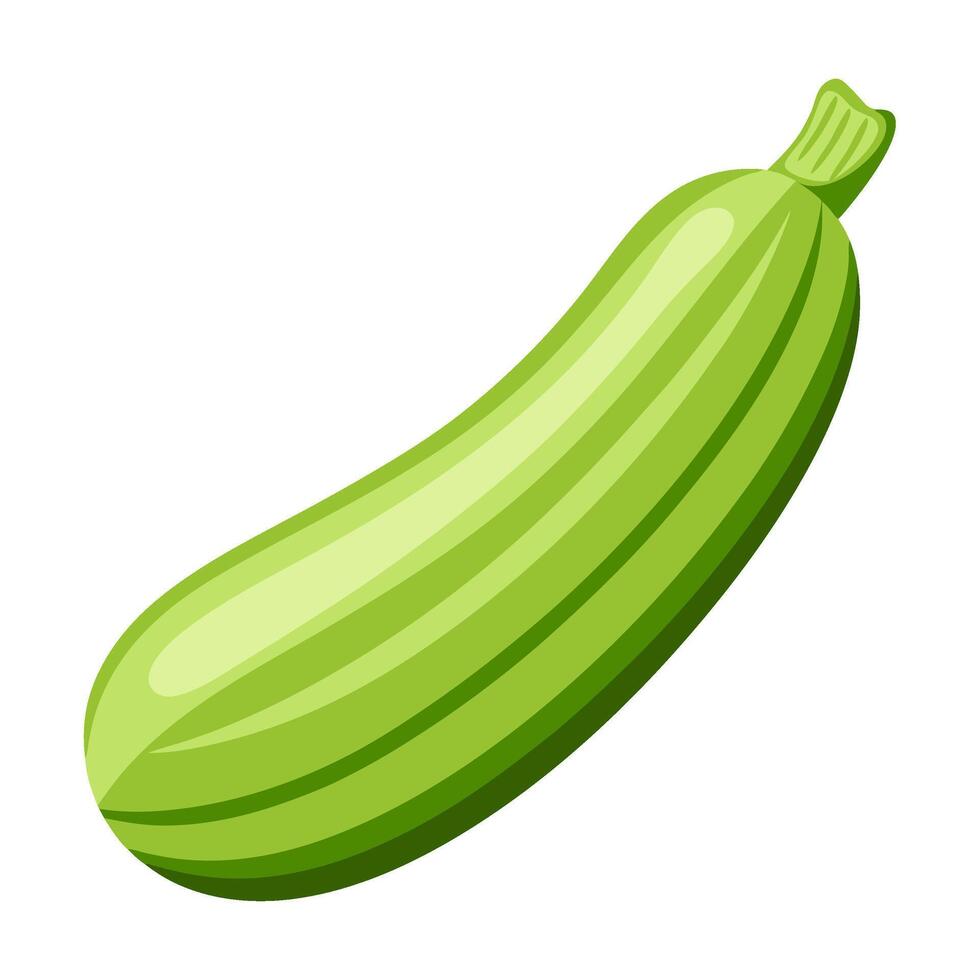 zucchini vegetable for cooking meals. A bright element isolated on white for design vector