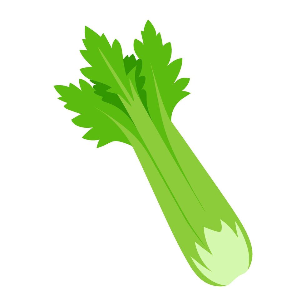 celery vegetable for cooking meals. A bright element isolated on white for design. vector