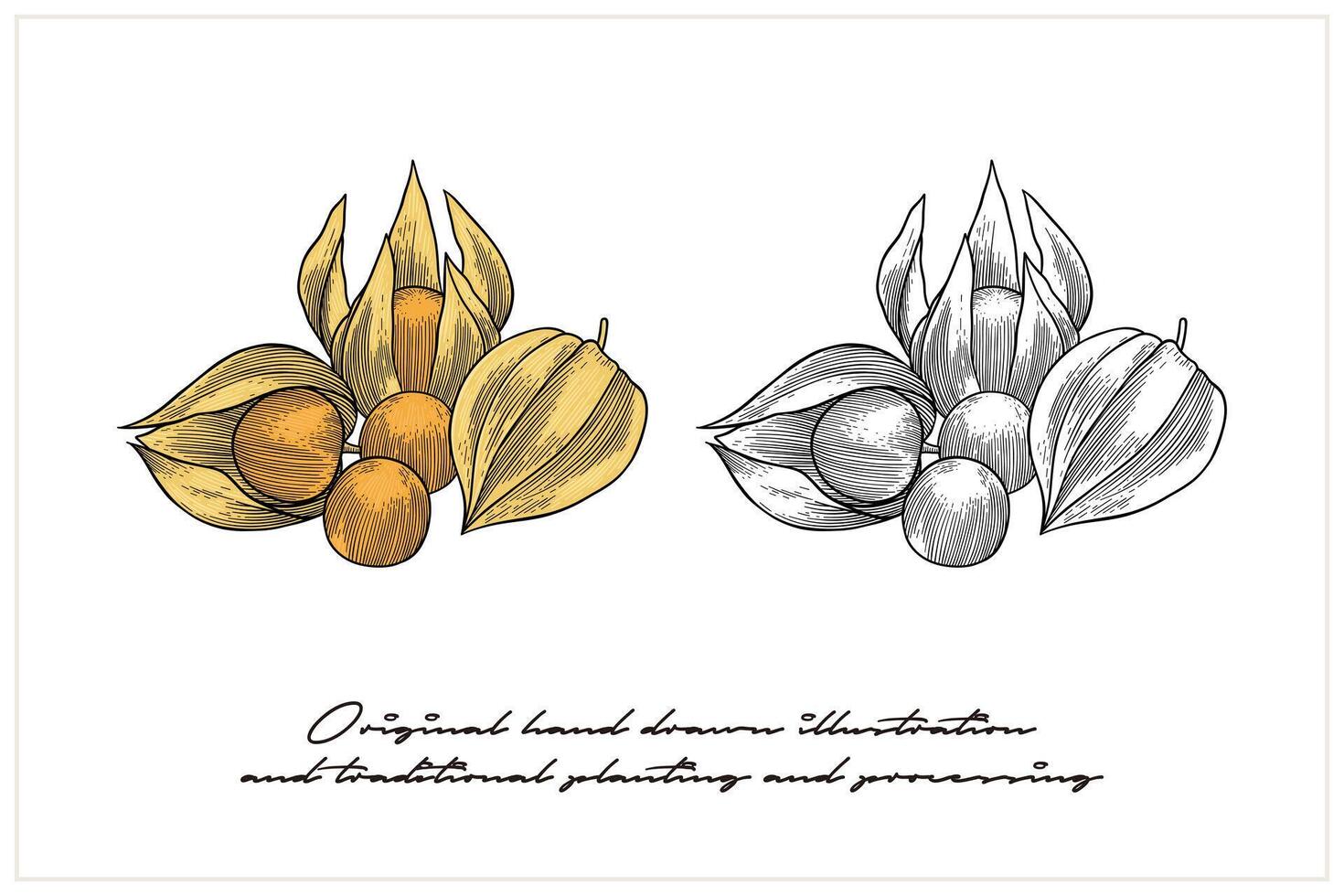 illustration of colored Morel berries using engraving techniques vector