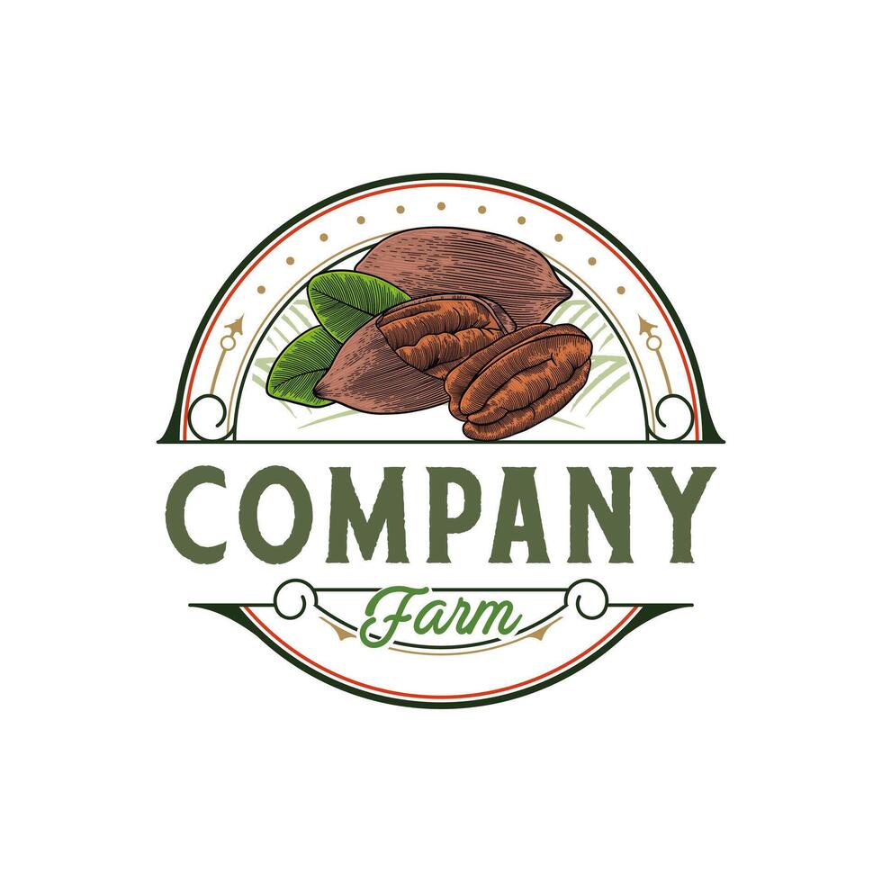 Pecan illustration logo with vintage look vector