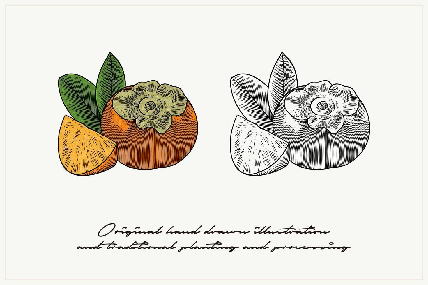 Colored illustration of Persimmon fruit using engraving technique vector