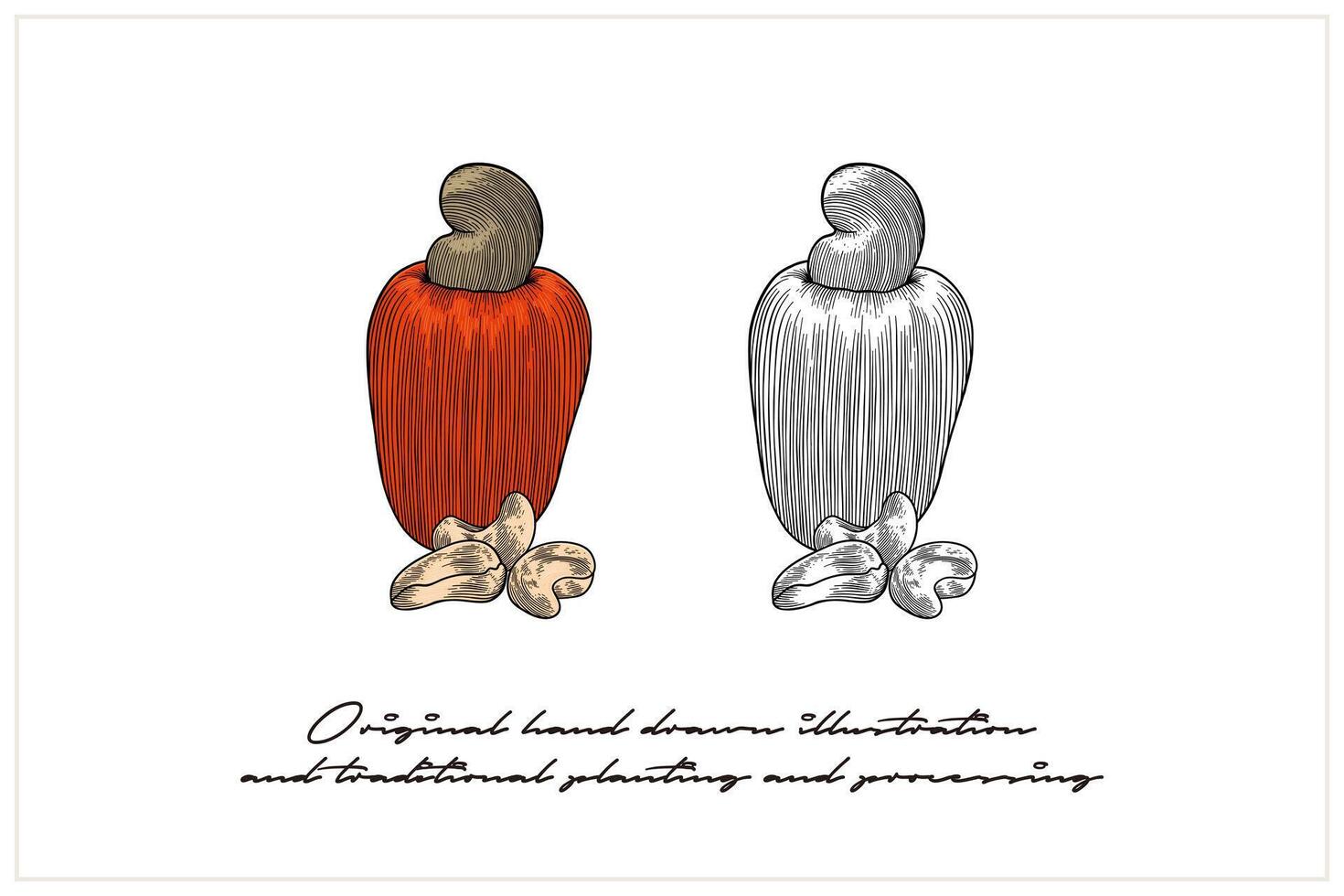 Colored cashew illustration using engraving technique vector