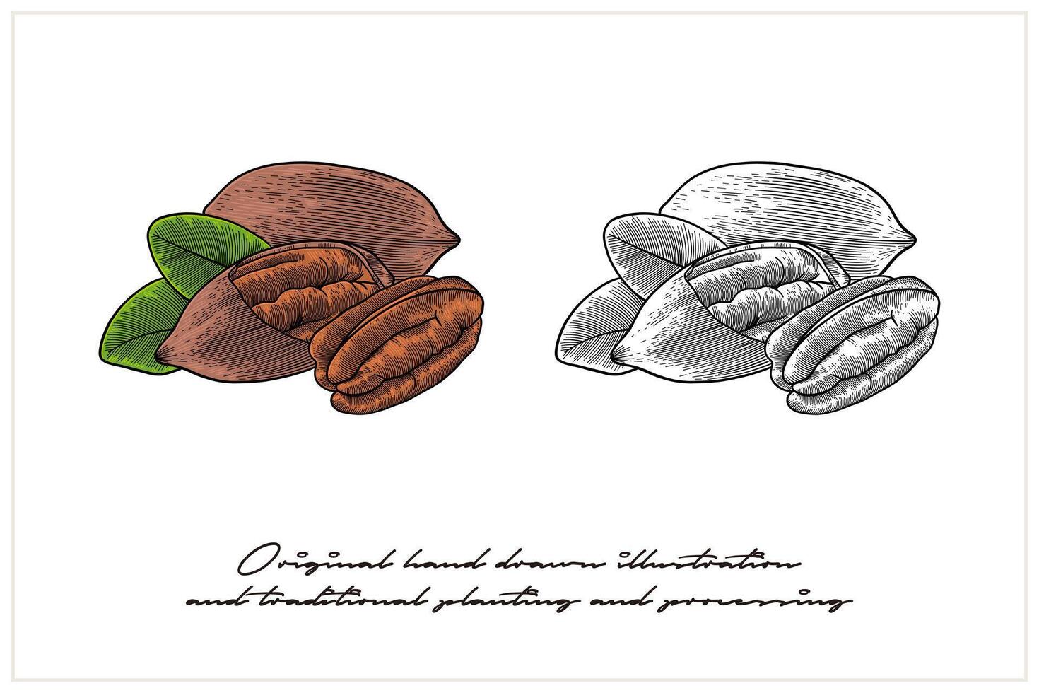 Colored Pecan illustration with engraving technique vector