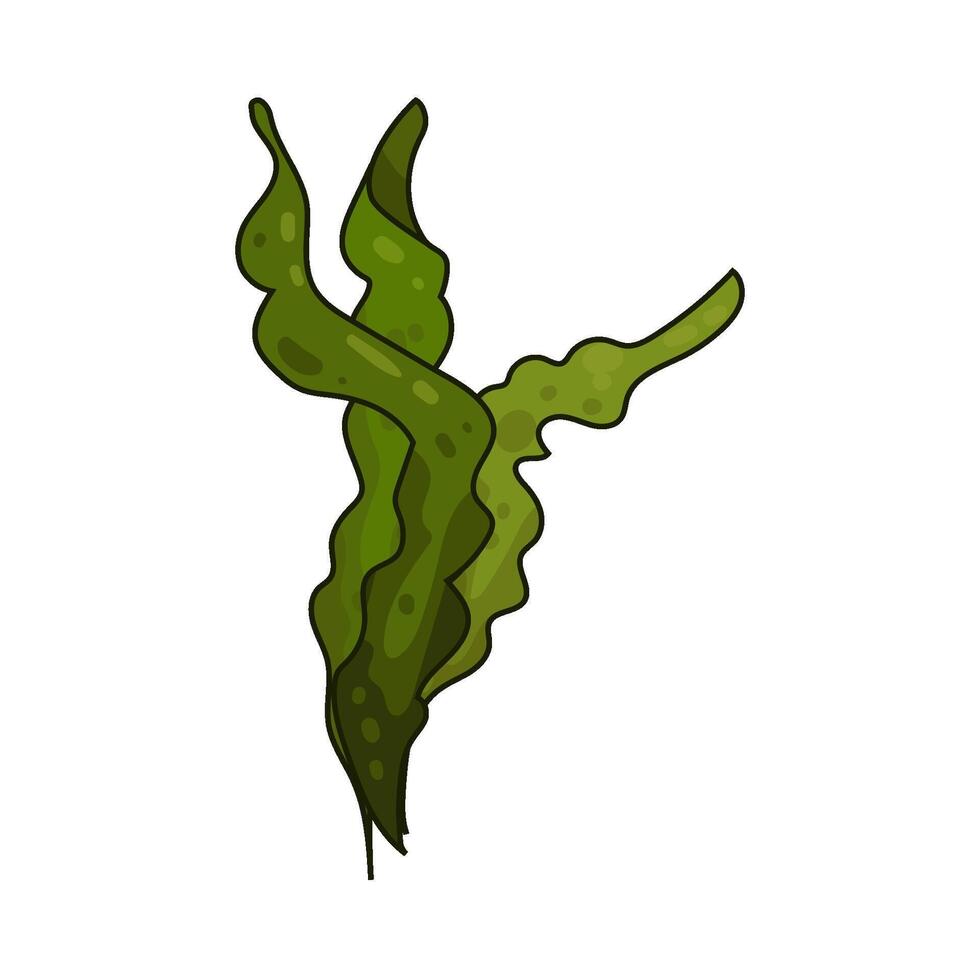 Illustration of seaweed vector