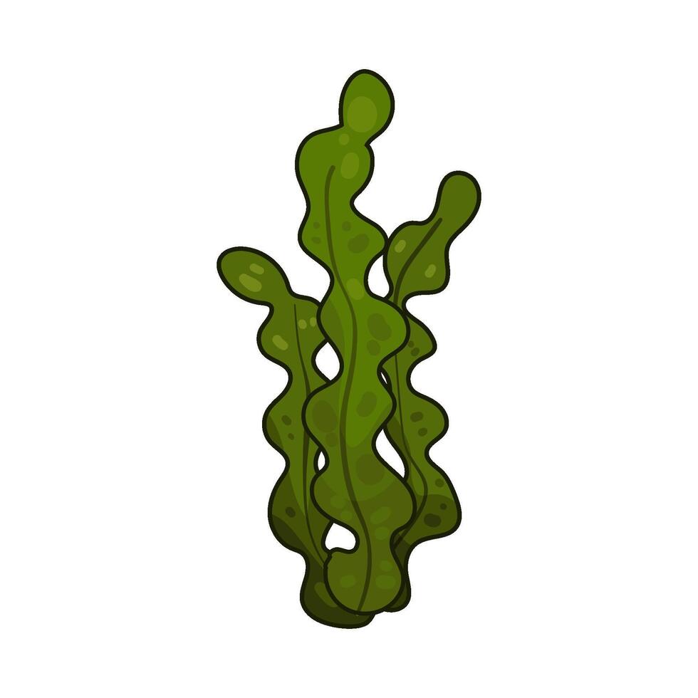 Illustration of seaweed vector