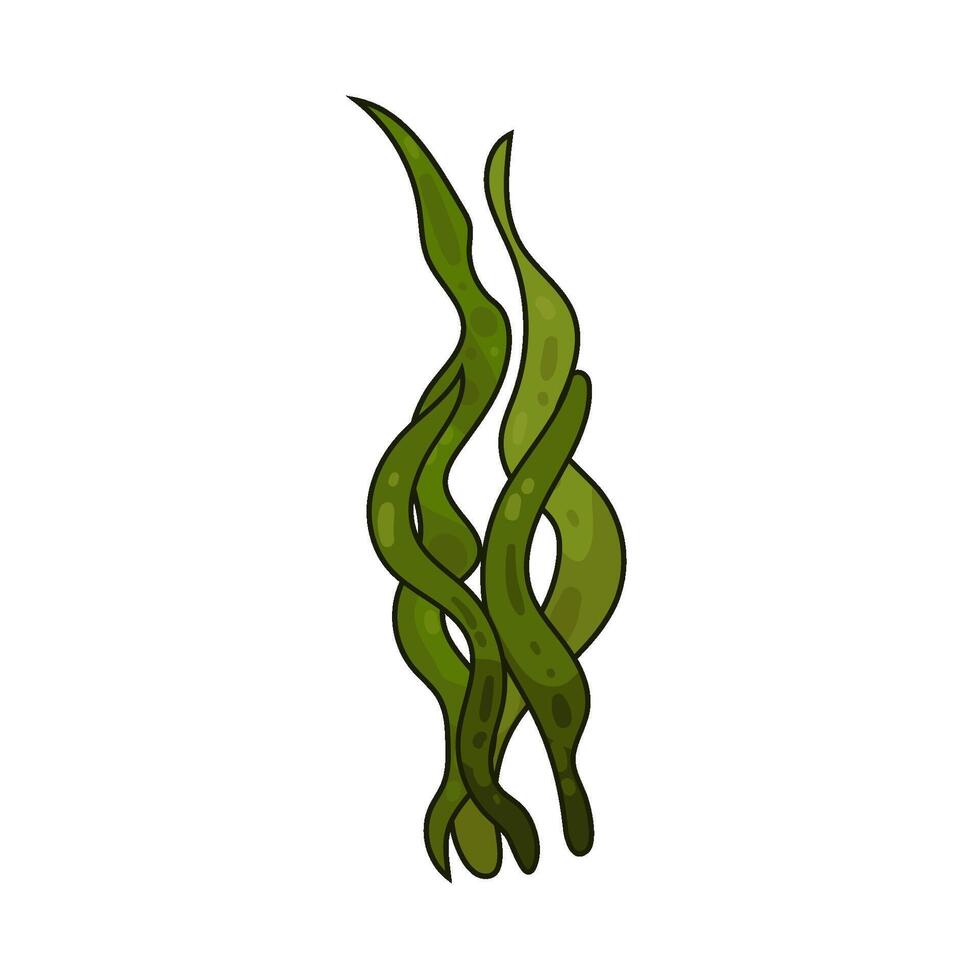 Illustration of seaweed vector