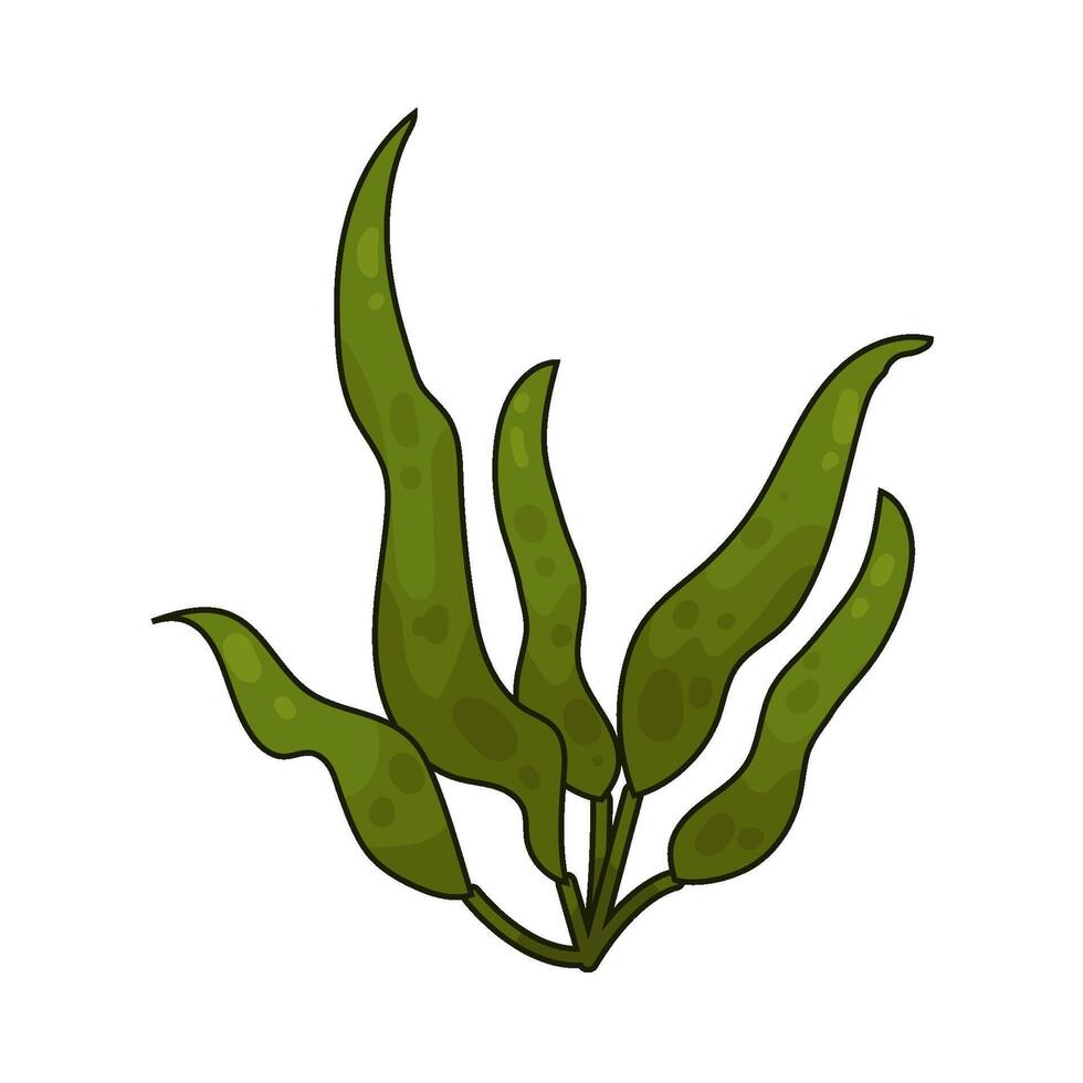 Illustration of seaweed vector