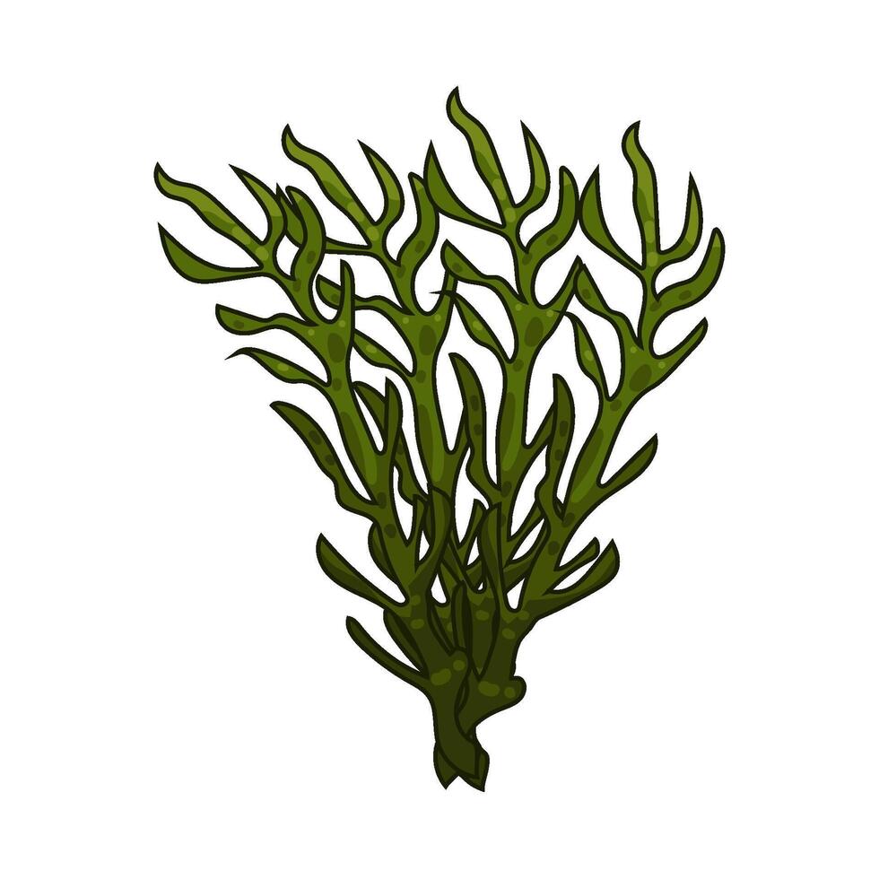 Illustration of seaweed vector