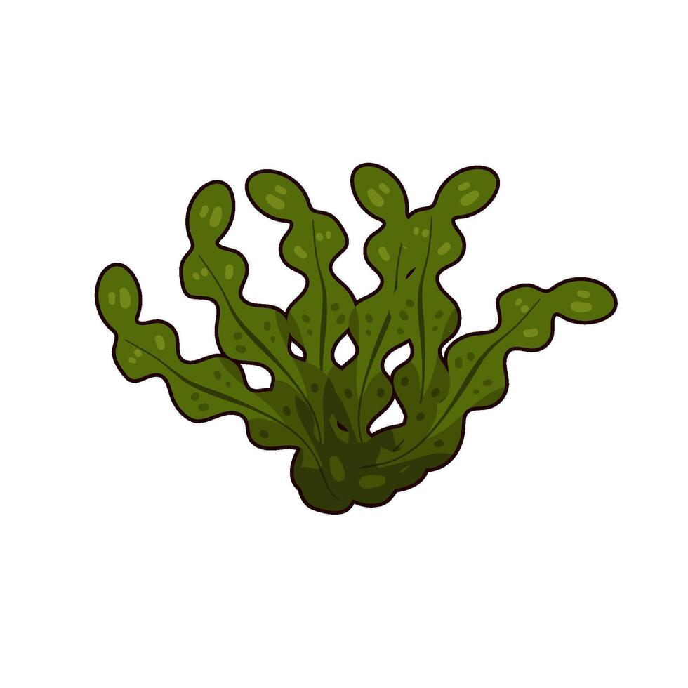 Illustration of seaweed vector