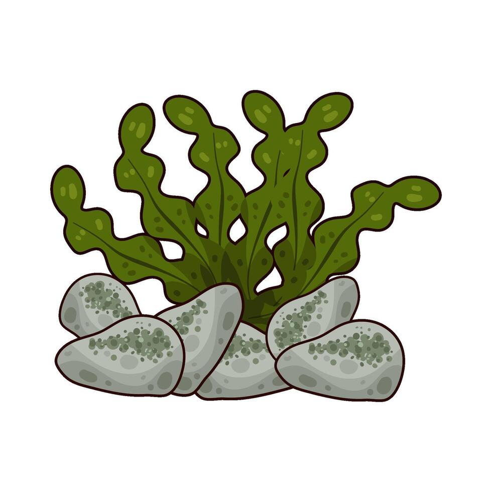 Illustration of seaweed vector