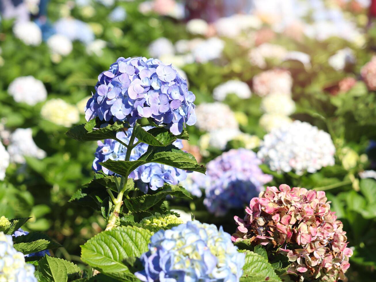 Beautiful hydrangea flower blooming in spring and summer garden. photo