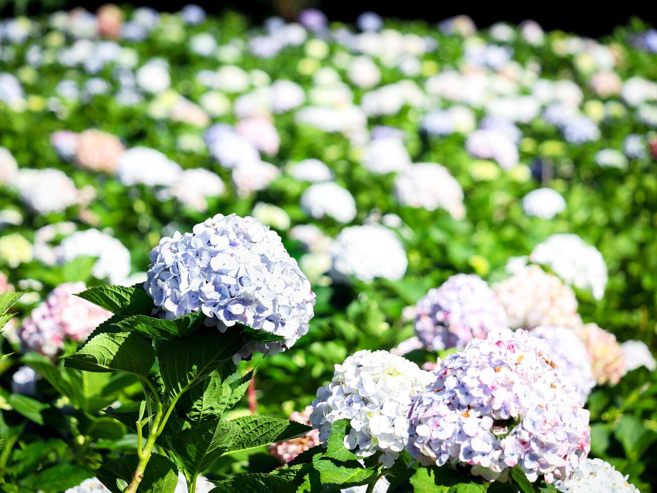 Beautiful hydrangea flower blooming in spring and summer garden. photo
