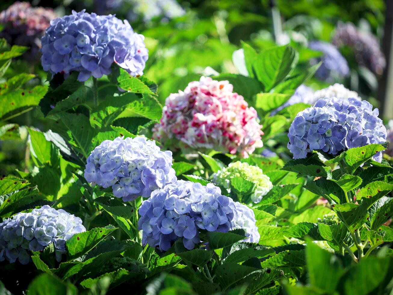 Beautiful hydrangea flower blooming in spring and summer garden. photo