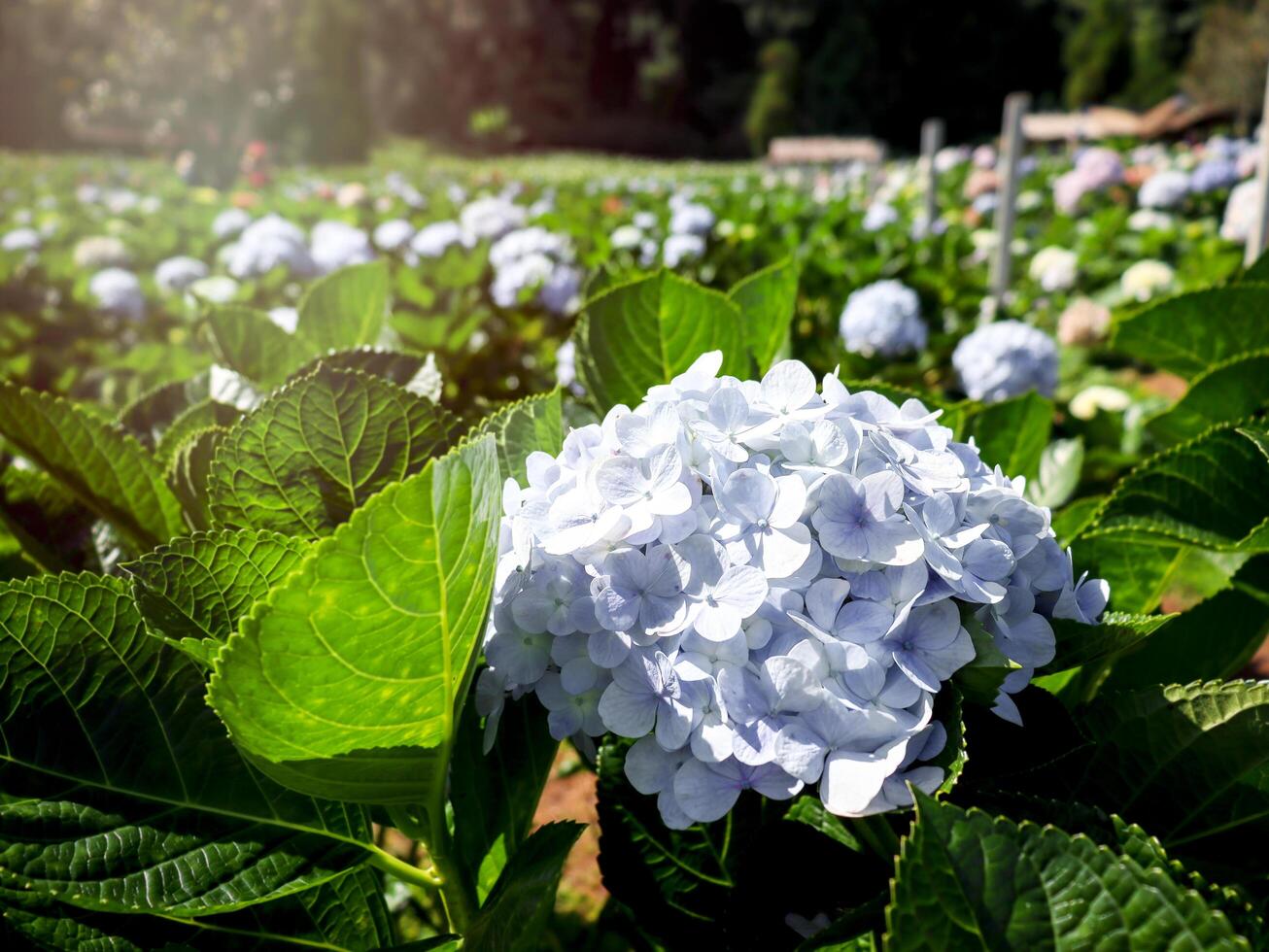 Beautiful hydrangea flower blooming in spring and summer garden. photo