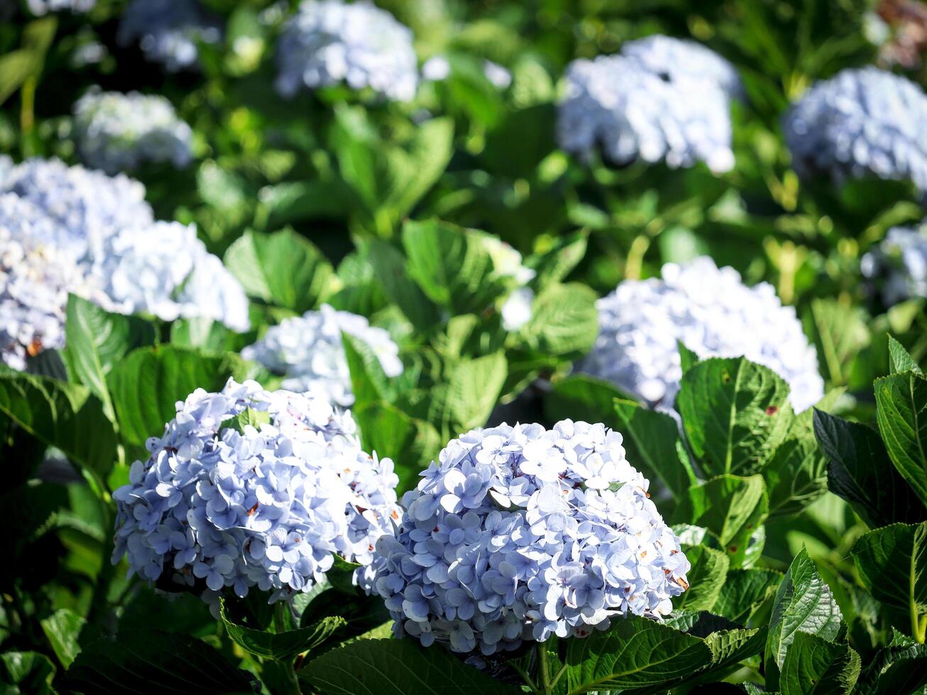 Beautiful hydrangea flower blooming in spring and summer garden. photo