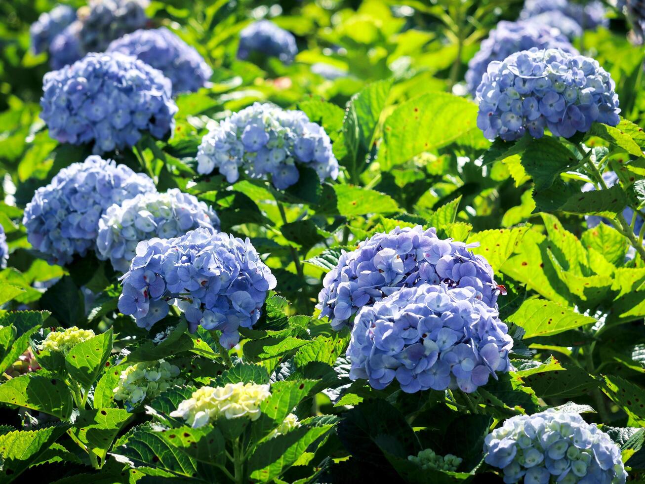 Beautiful hydrangea flower blooming in spring and summer garden. photo
