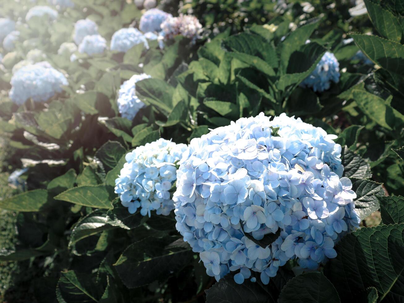 Beautiful hydrangea flower blooming in spring and summer garden. photo
