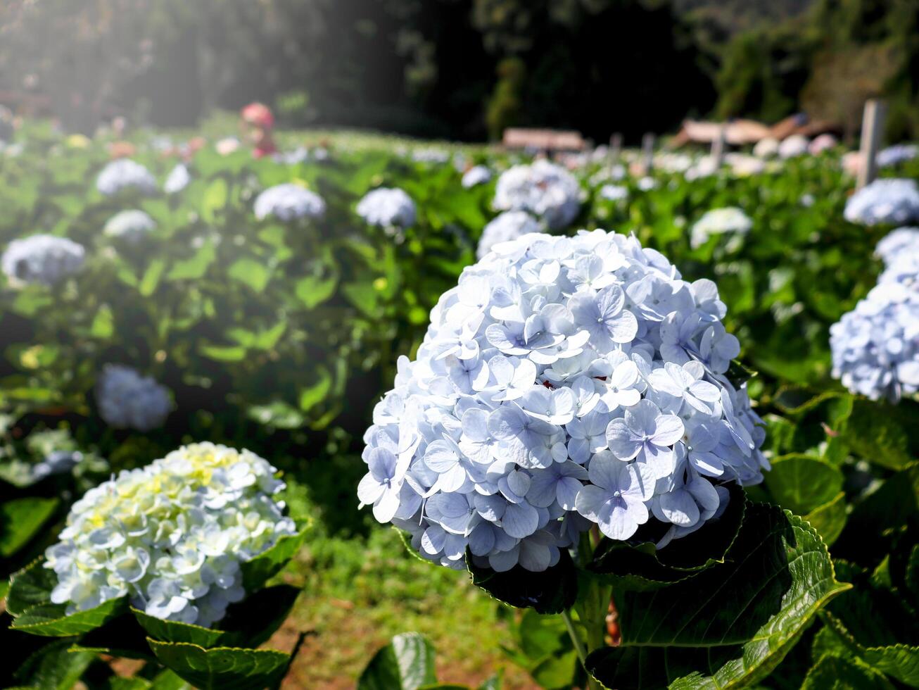 Beautiful hydrangea flower blooming in spring and summer garden. photo