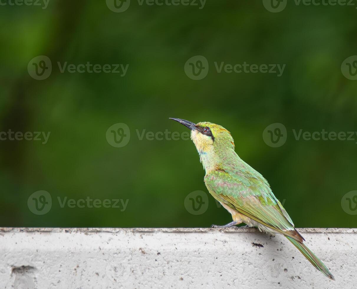 The bee-eaters are a group of non-passerine birds in the family Meropidae, containing three genera and twenty-seven species. Most species are found in Africa and Asia. photo