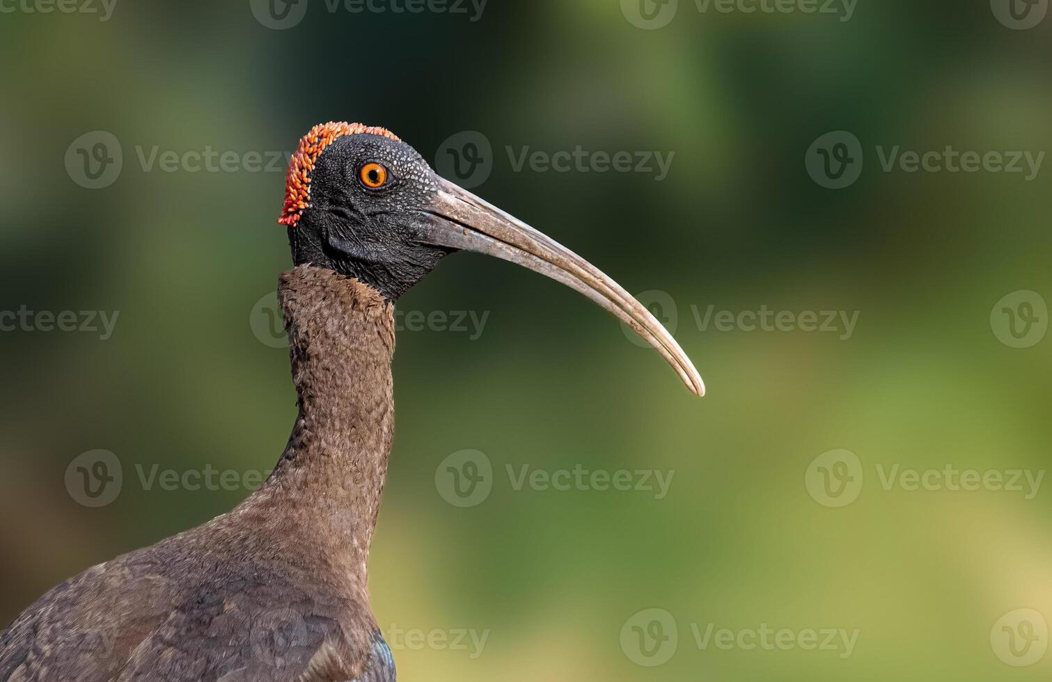 Introducing the stunning Red naped Ibis, With its striking black and white plumage and bright red neck and head, this bird is sure to catch your eye. photo