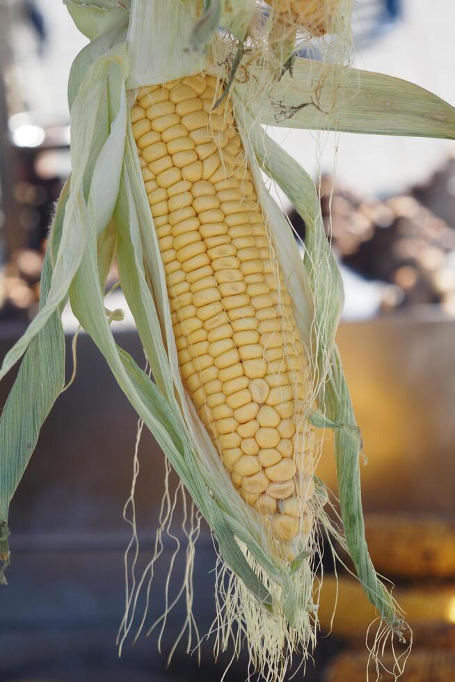 Deliciously Fresh Corn on the Cob, Complete with Husk and Roots for Added Flavor photo