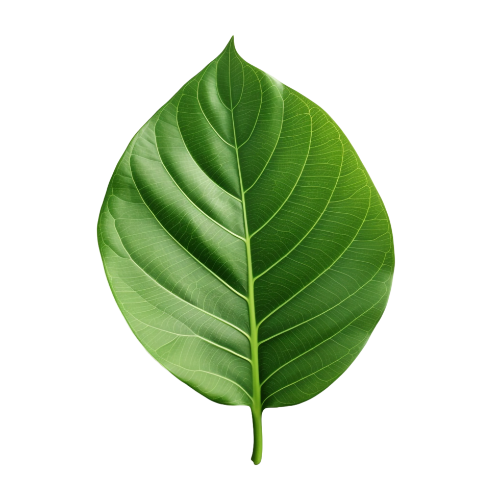 3d green leaf isolated on transparent background png