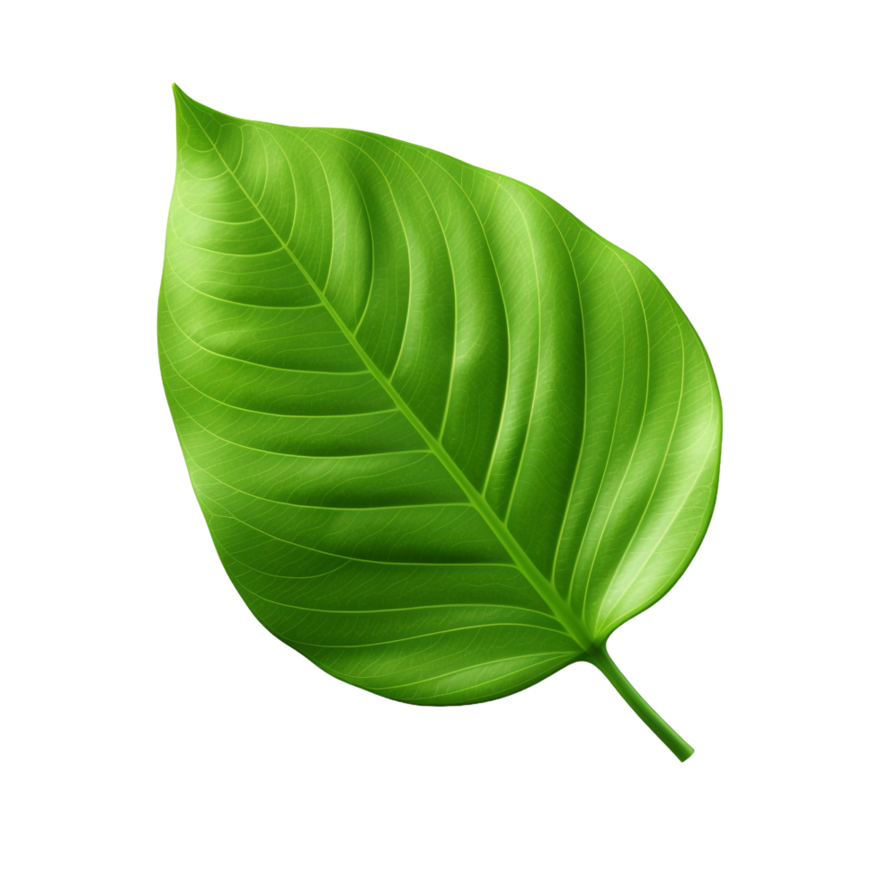 3d green leaf isolated on transparent background png