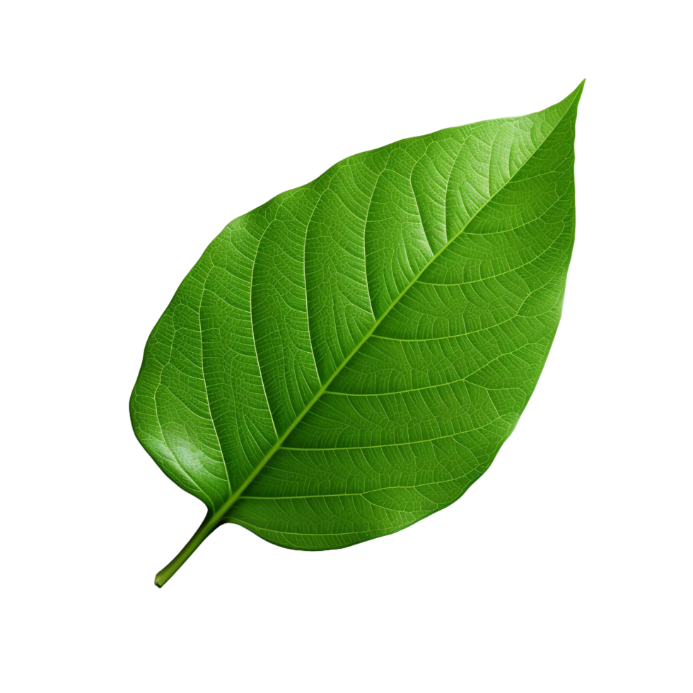 3d green leaf isolated on transparent background png