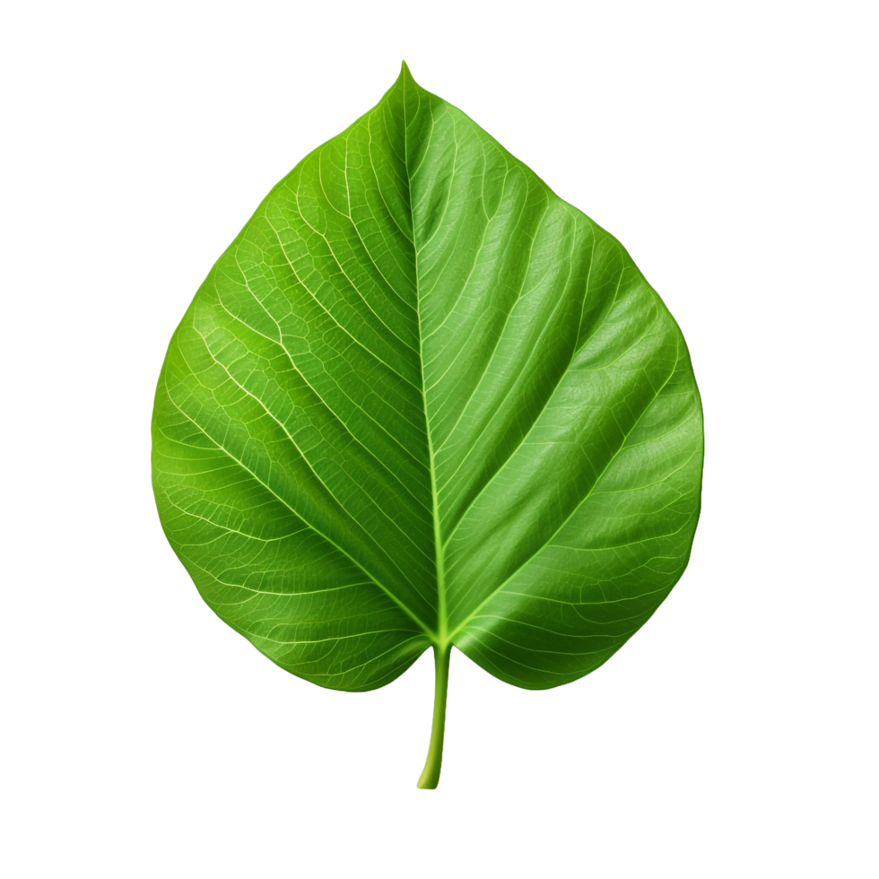 3d green leaf isolated on transparent background png
