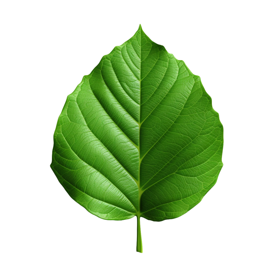 3d green leaf isolated on transparent background png