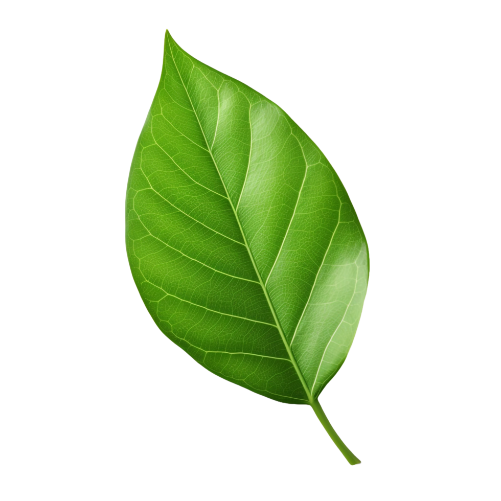 3d green leaf isolated on transparent background png