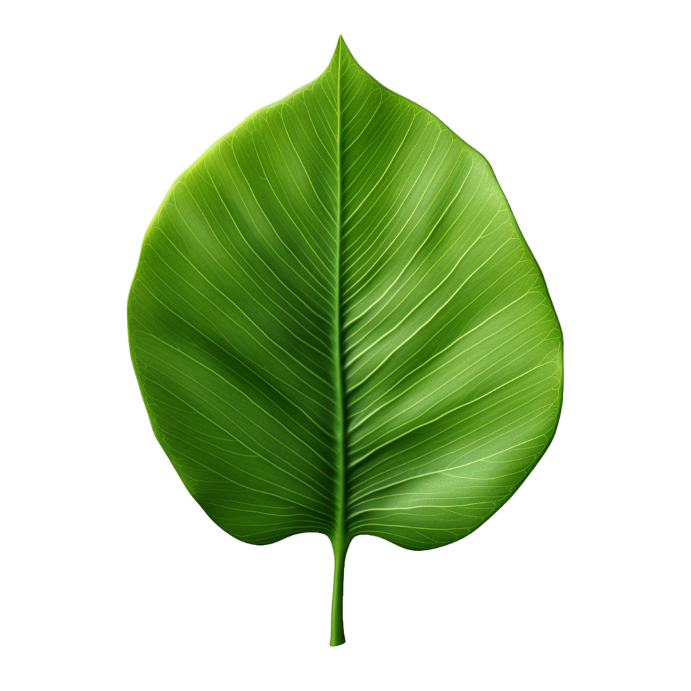 A green leaf isolated on transparent background png