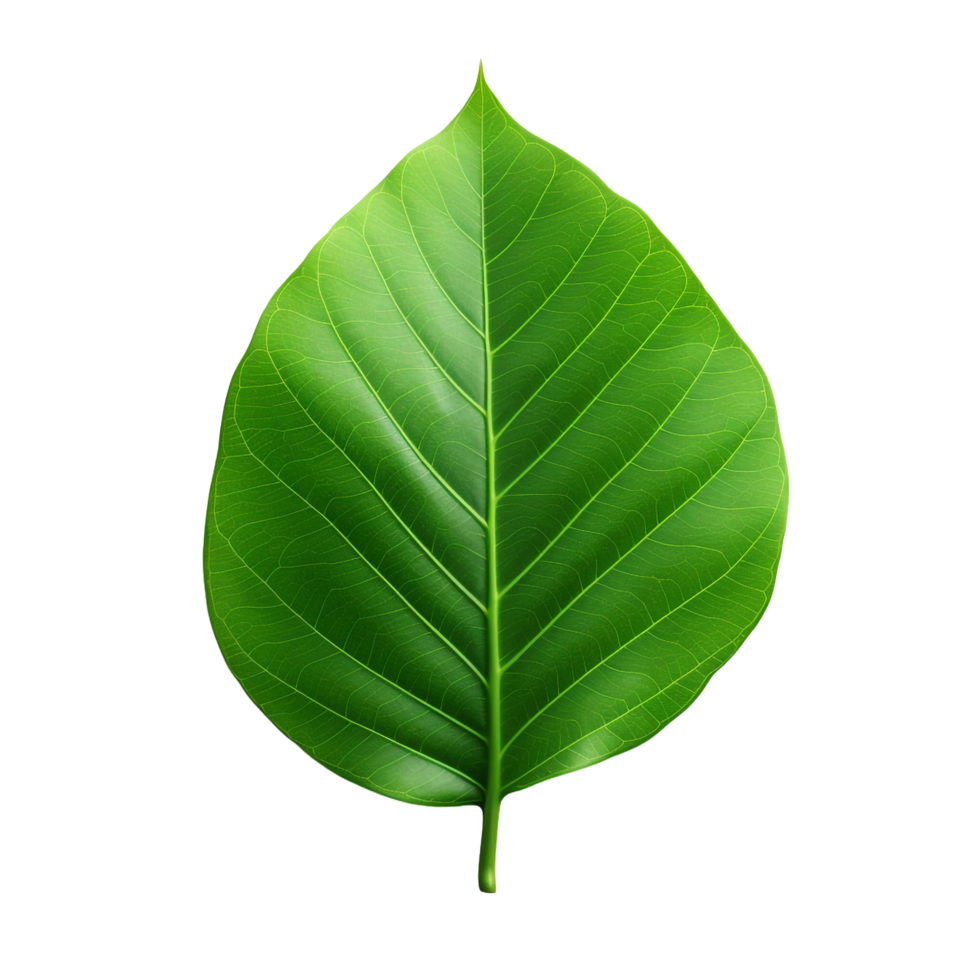 A green leaf isolated on transparent background png