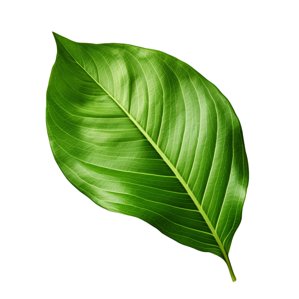 A green leaf isolated on transparent background png