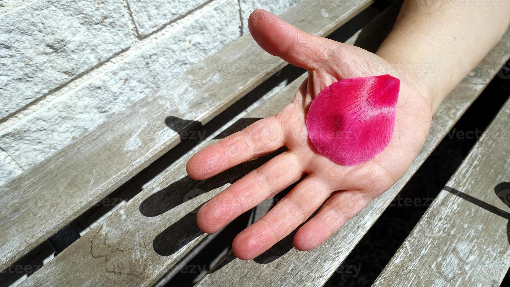 A petal of a fallen pink flower resting in the palm of a hand. photo