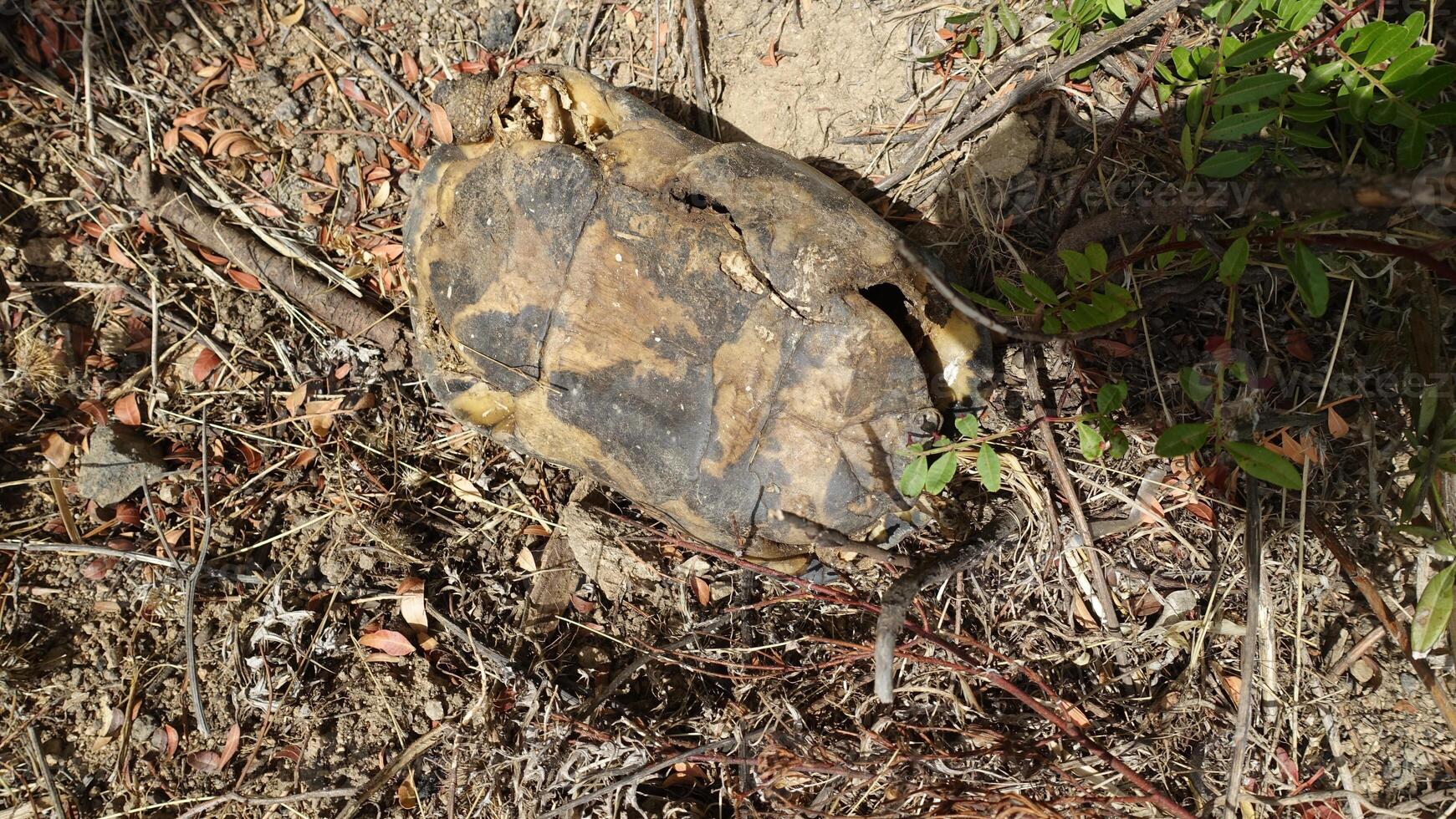 The carapace and remains of a large turtle that died during a sunny day. photo