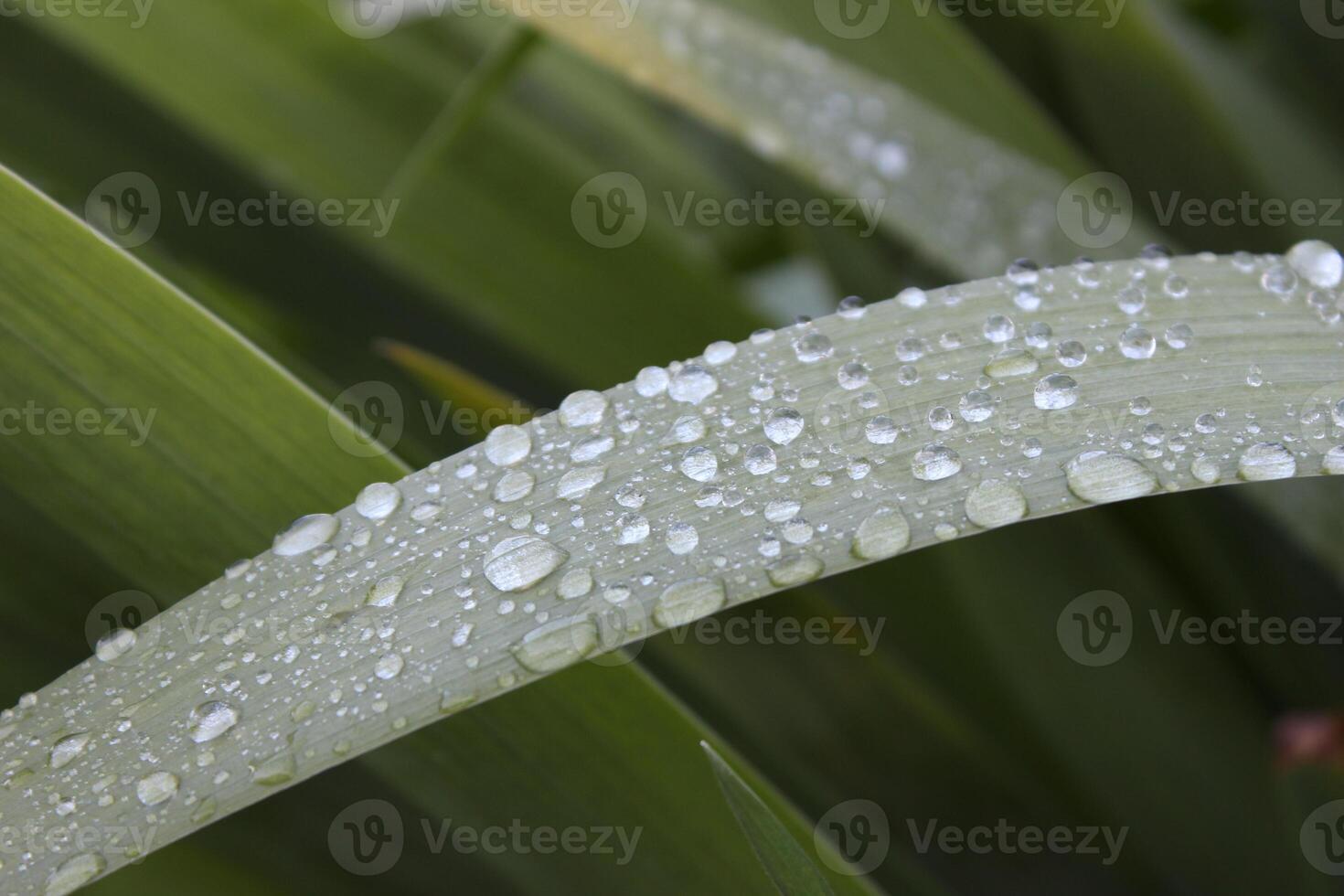 Rainforest Droplets Macro. Green Leaf Close Up Botanical View. High quality photo