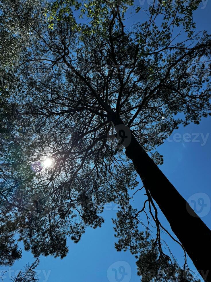 Tree with the Sun Shining Through the Branches. Clear Blue Sky. High quality photo
