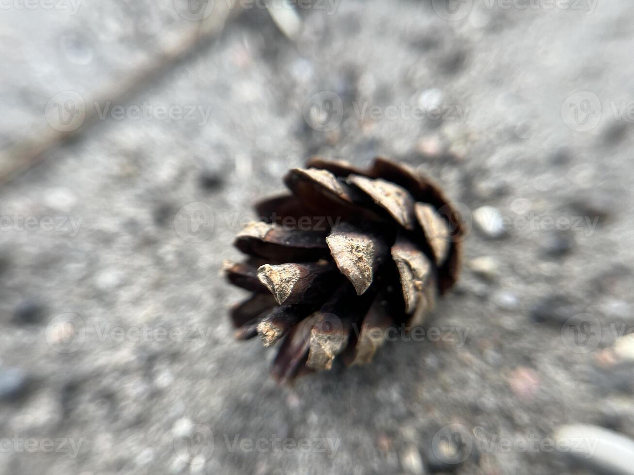 Close Up Pine Cone on Ground. Botanical Decoration. Evergreen Pine Seed. High quality photo