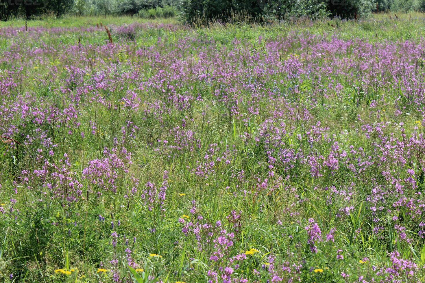 Purple Wildflower Field Closeup. Beautiful European Flora Nature. Macro of Lythrum Salicaria Blossom. High quality photo