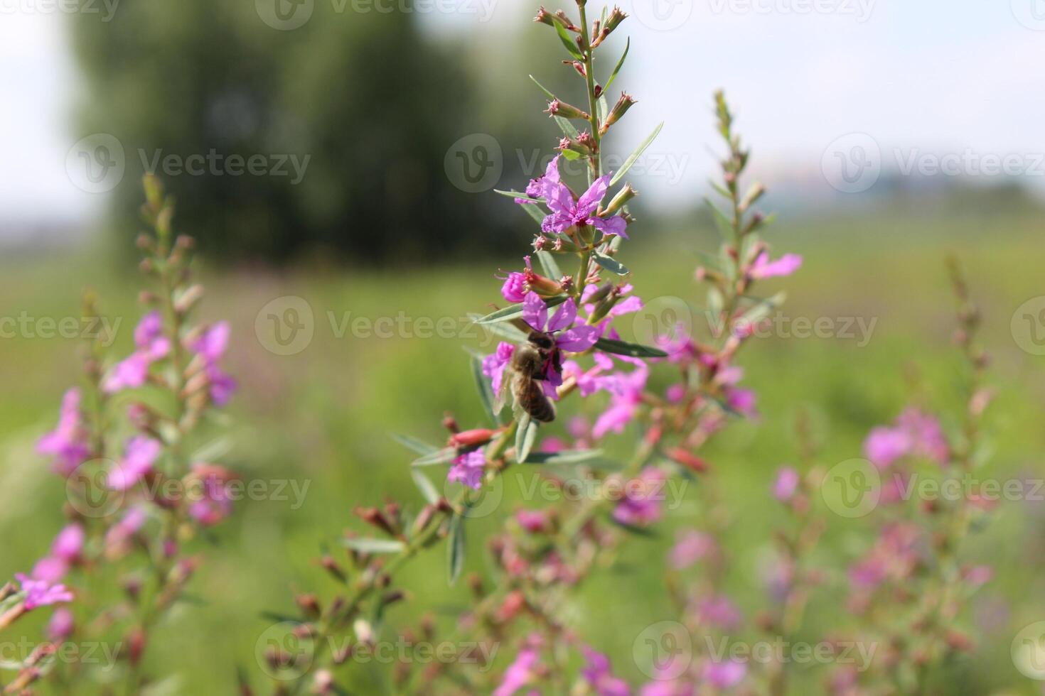 Macro of Lythrum Salicaria Blossom with Bee. Bright Purple Flora. High quality photo