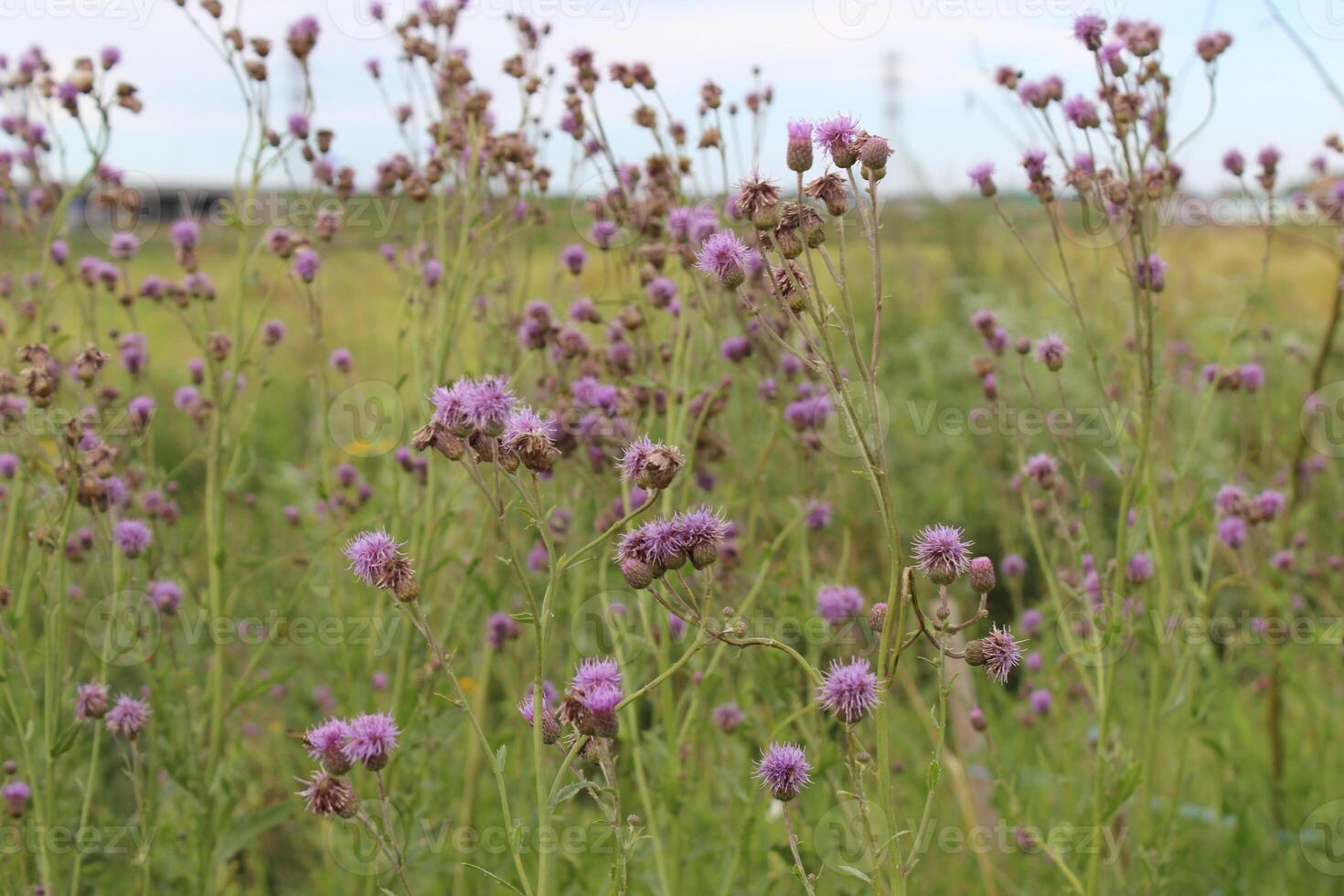Purple Asteraceae Thistle in Meadow. Floral Nature. Summer Bloom. High quality photo