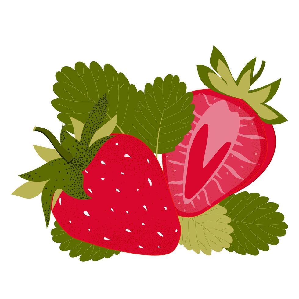 Ripe strawberries with green leaves isolated on a white background. vector