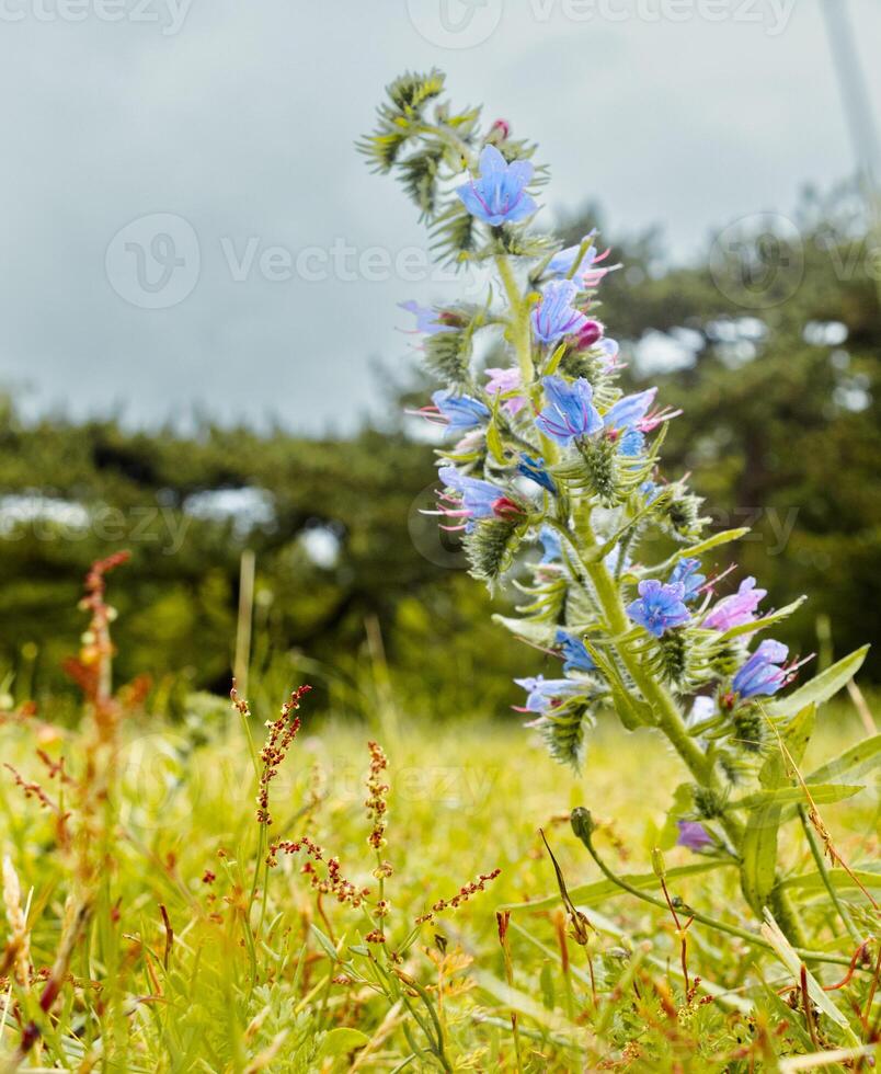 Flower with a blurry background photo
