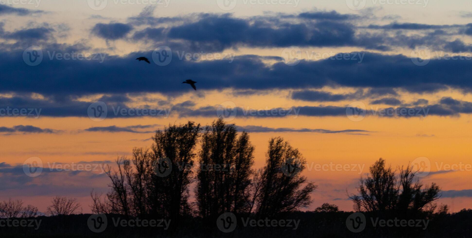 beautiful red evening sky at biesbosch national park photo