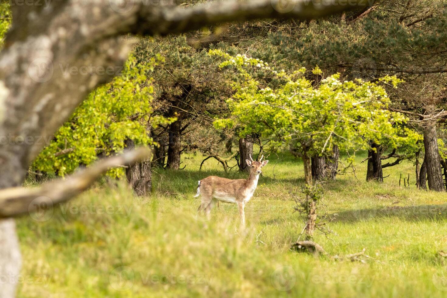 Deer at biesbosch national park in holland photo