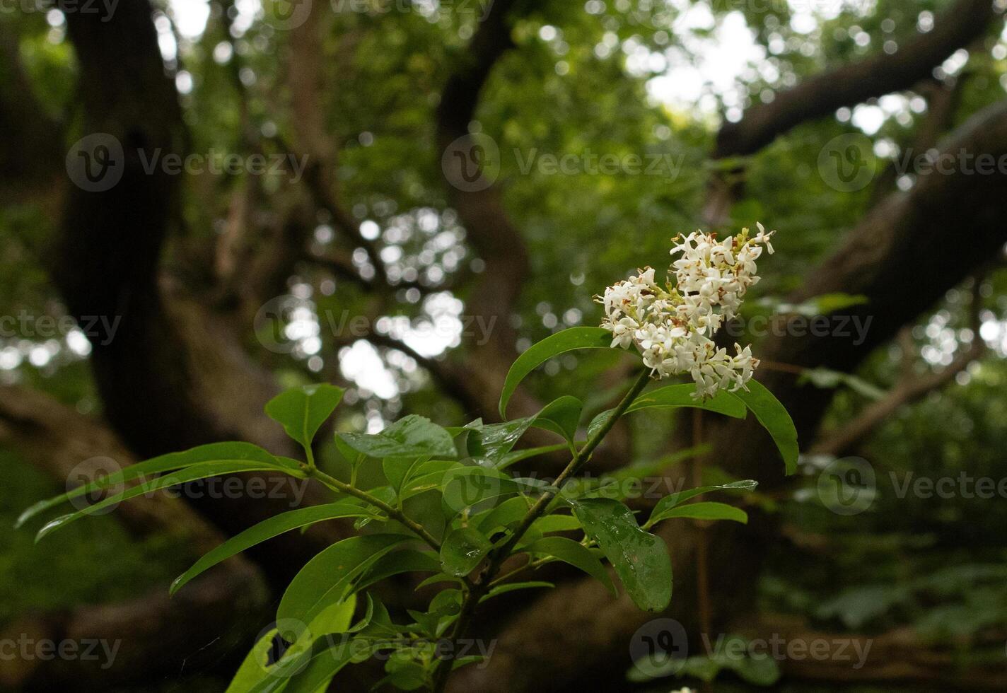 Flower with a blurry background photo