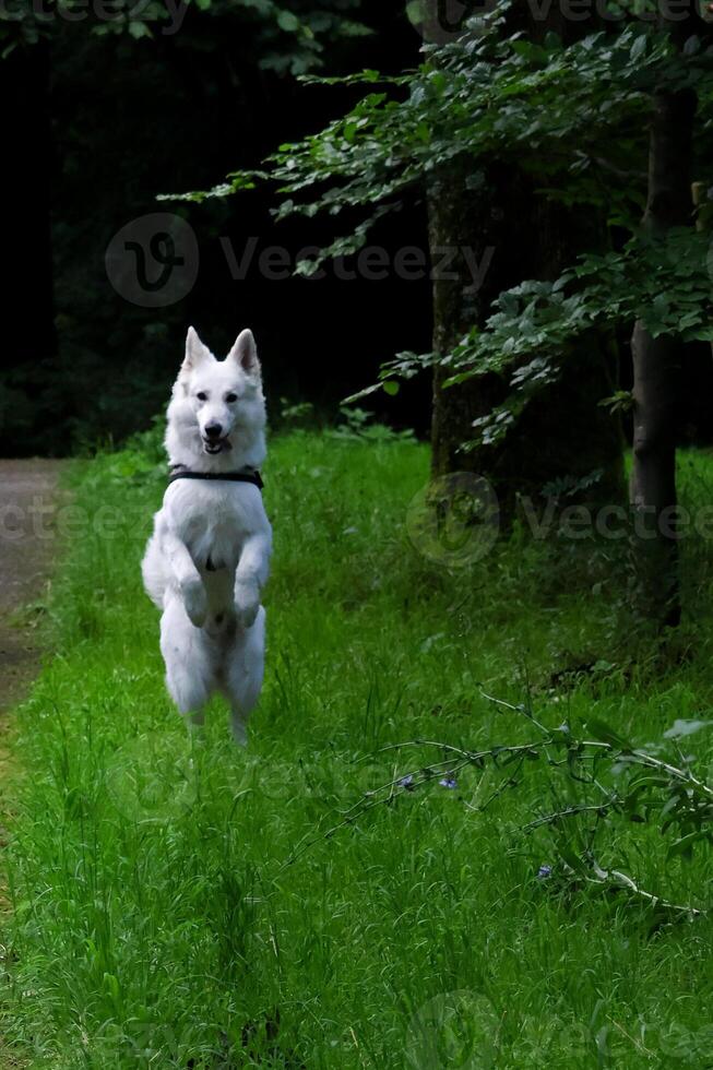 swiss shepard standing on his rear foot photo