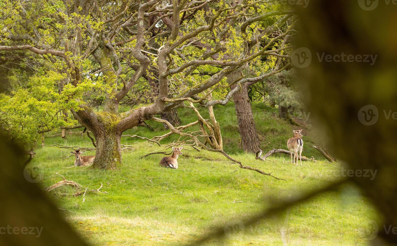 Deer at biesbosch national park in holland photo